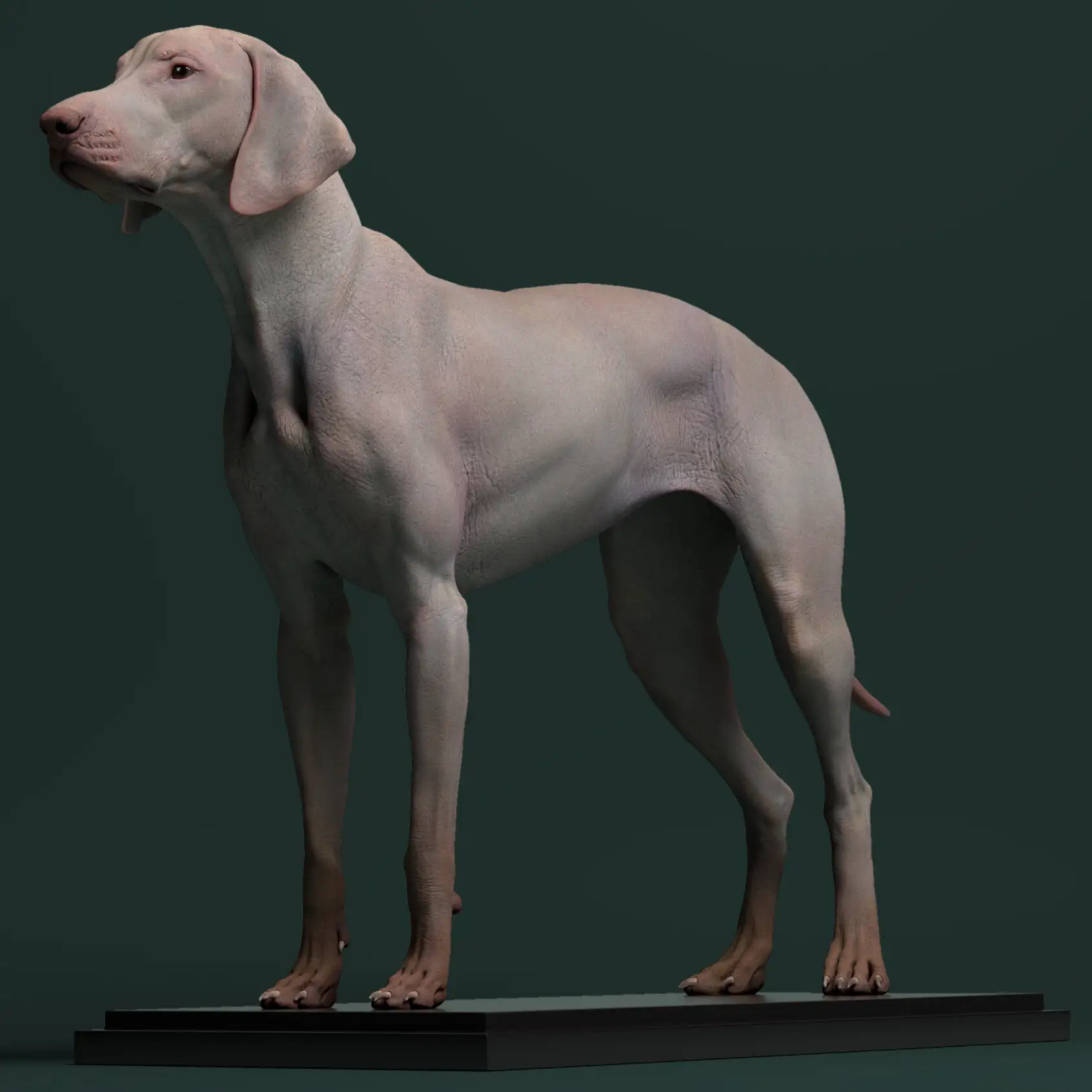 آبجکت آناتومی سگ - 2