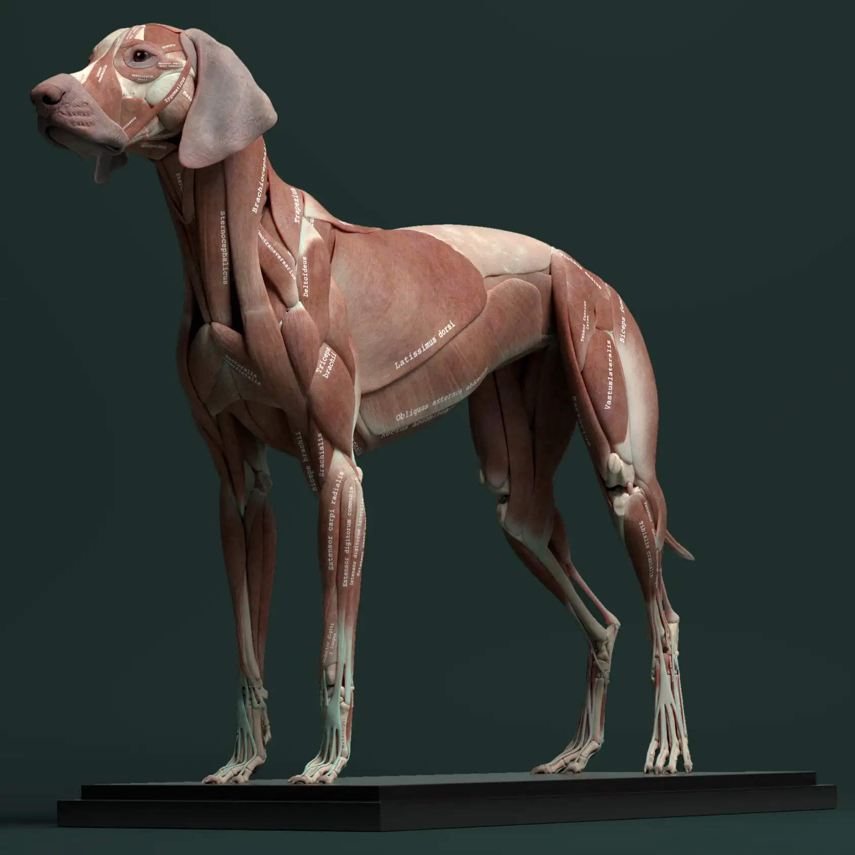 آبجکت آناتومی سگ - 4