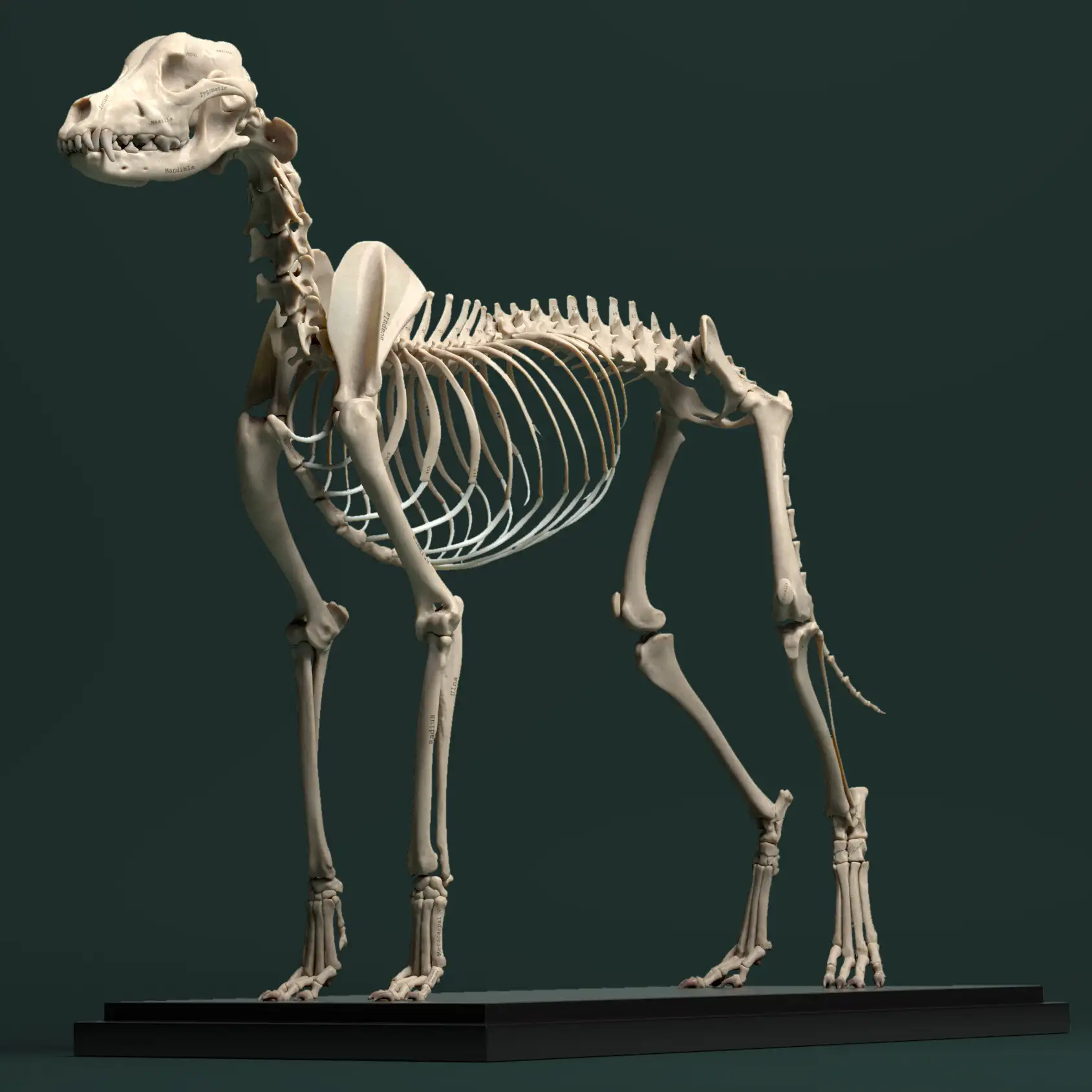آبجکت آناتومی سگ - 6
