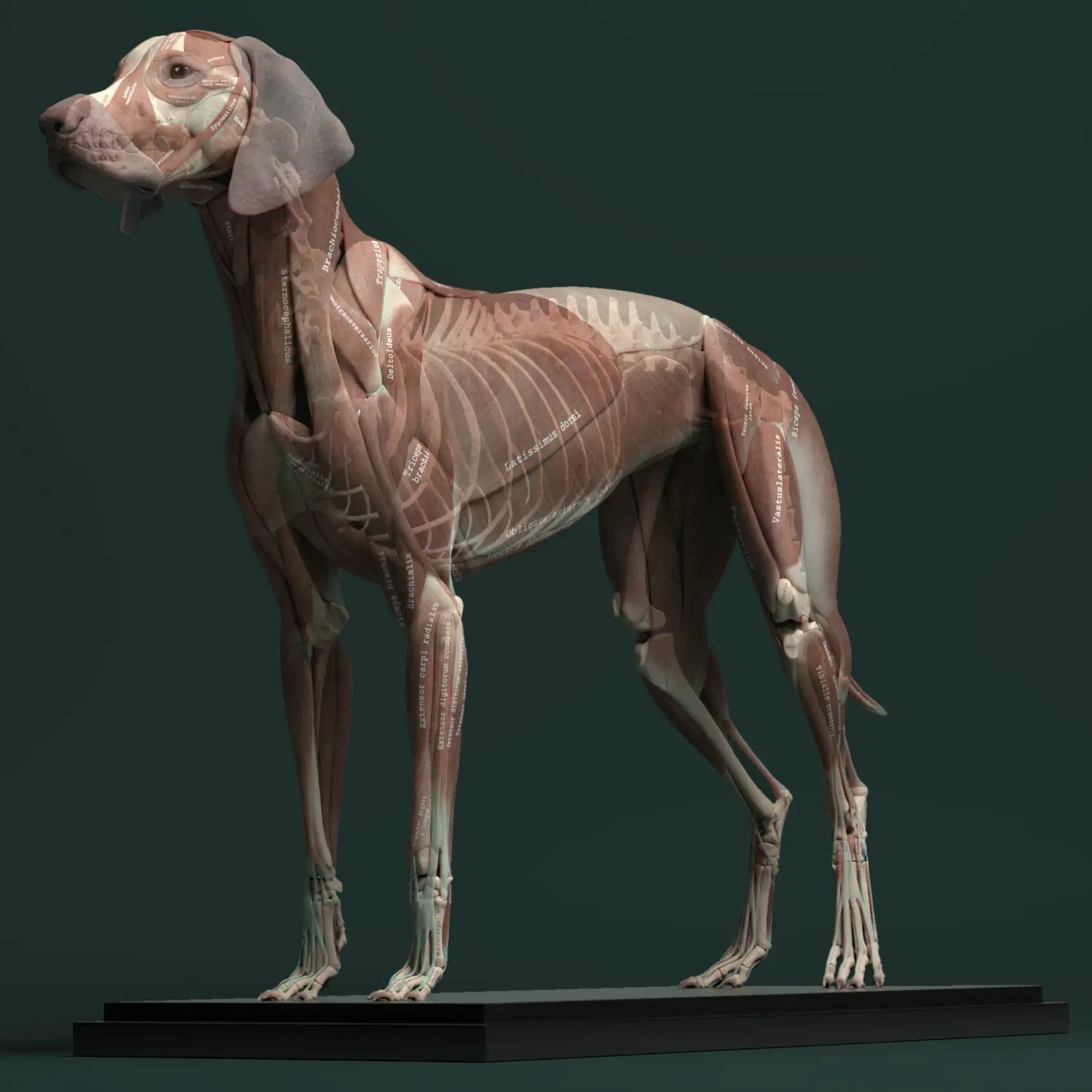 آبجکت آناتومی سگ - 8
