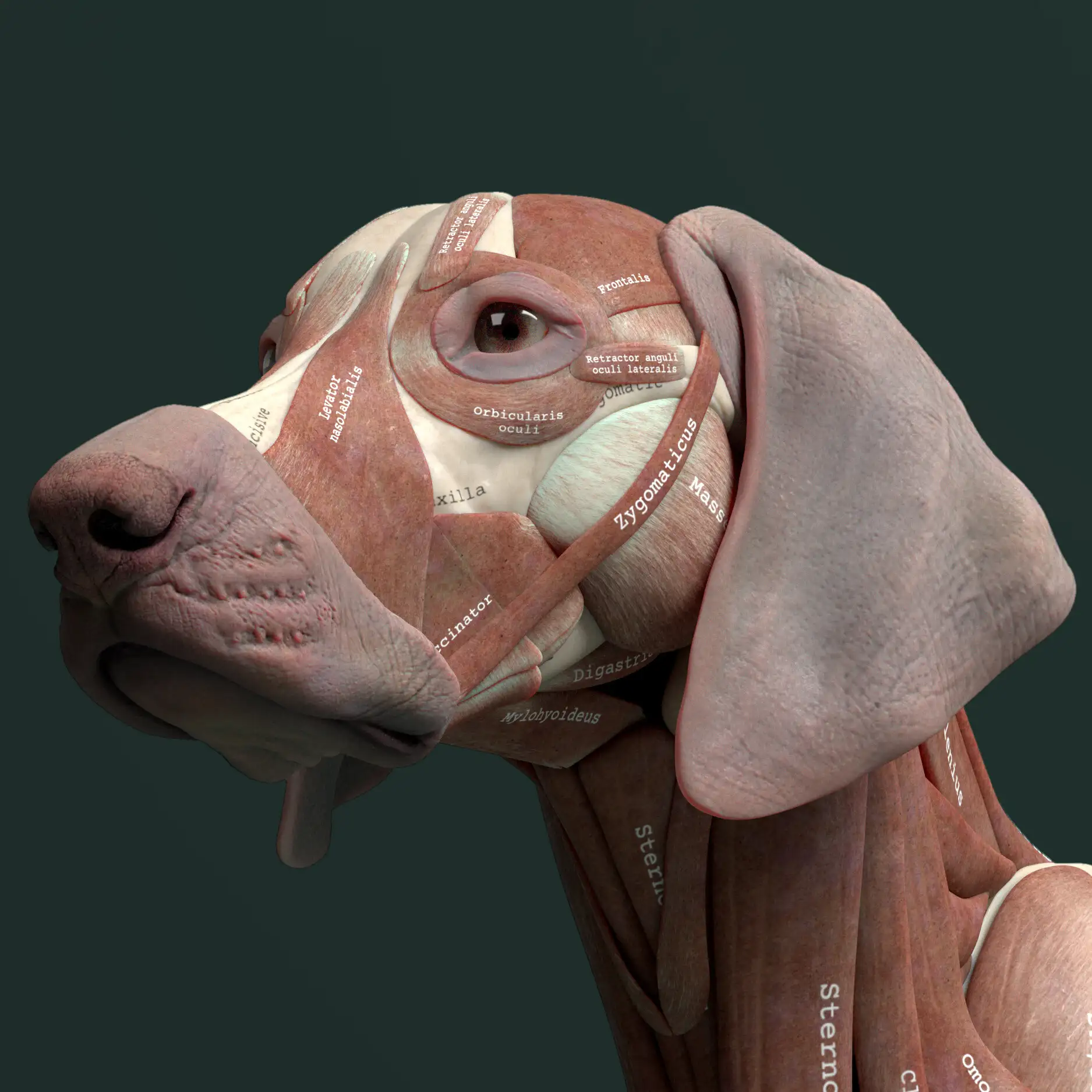 آبجکت آناتومی سگ - 12