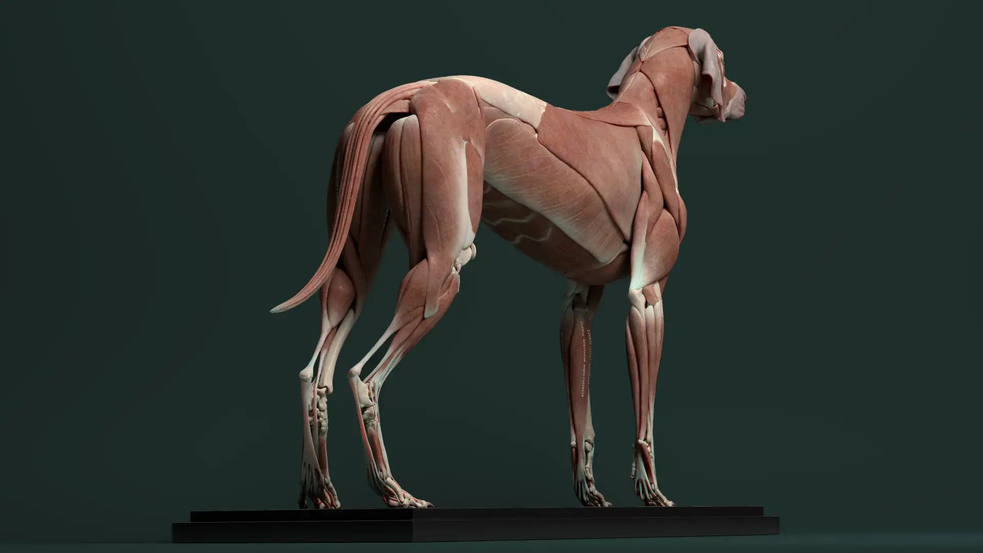 آبجکت آناتومی سگ - 16