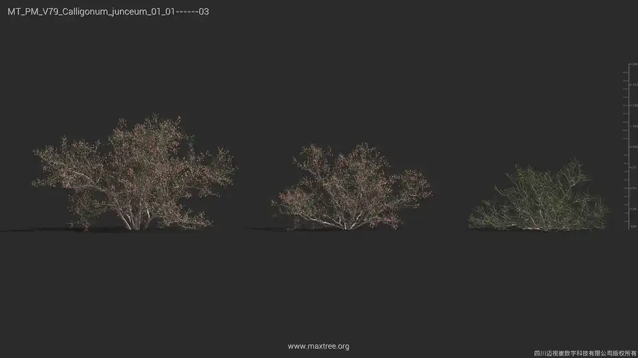 آبجکت گیاهان بیابانی - 5