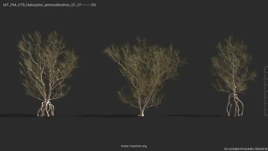 آبجکت گیاهان بیابانی - 13