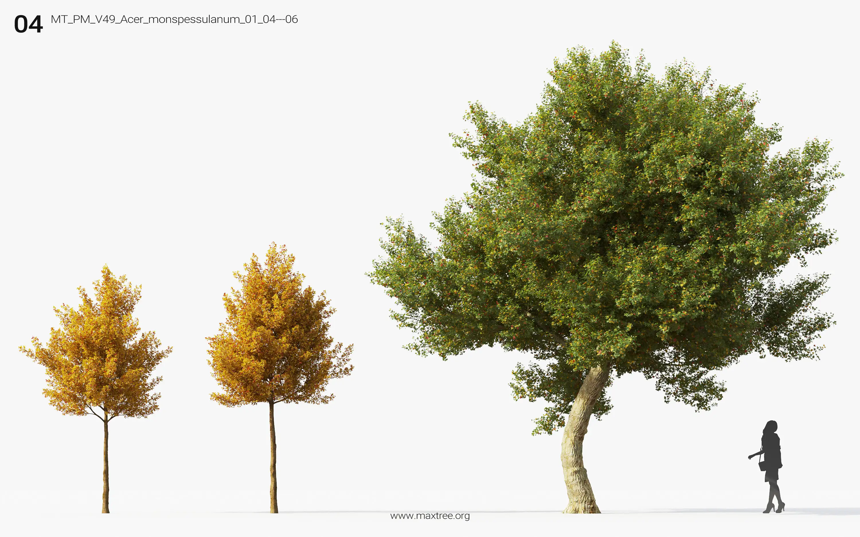 مدل سه بعدی درخت پاییزی - 4