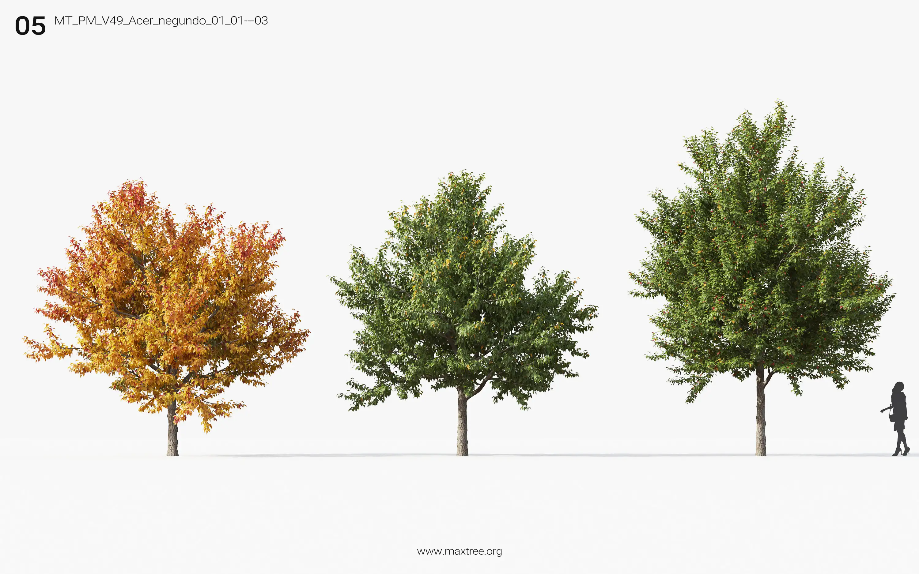 مدل سه بعدی درخت پاییزی - 6