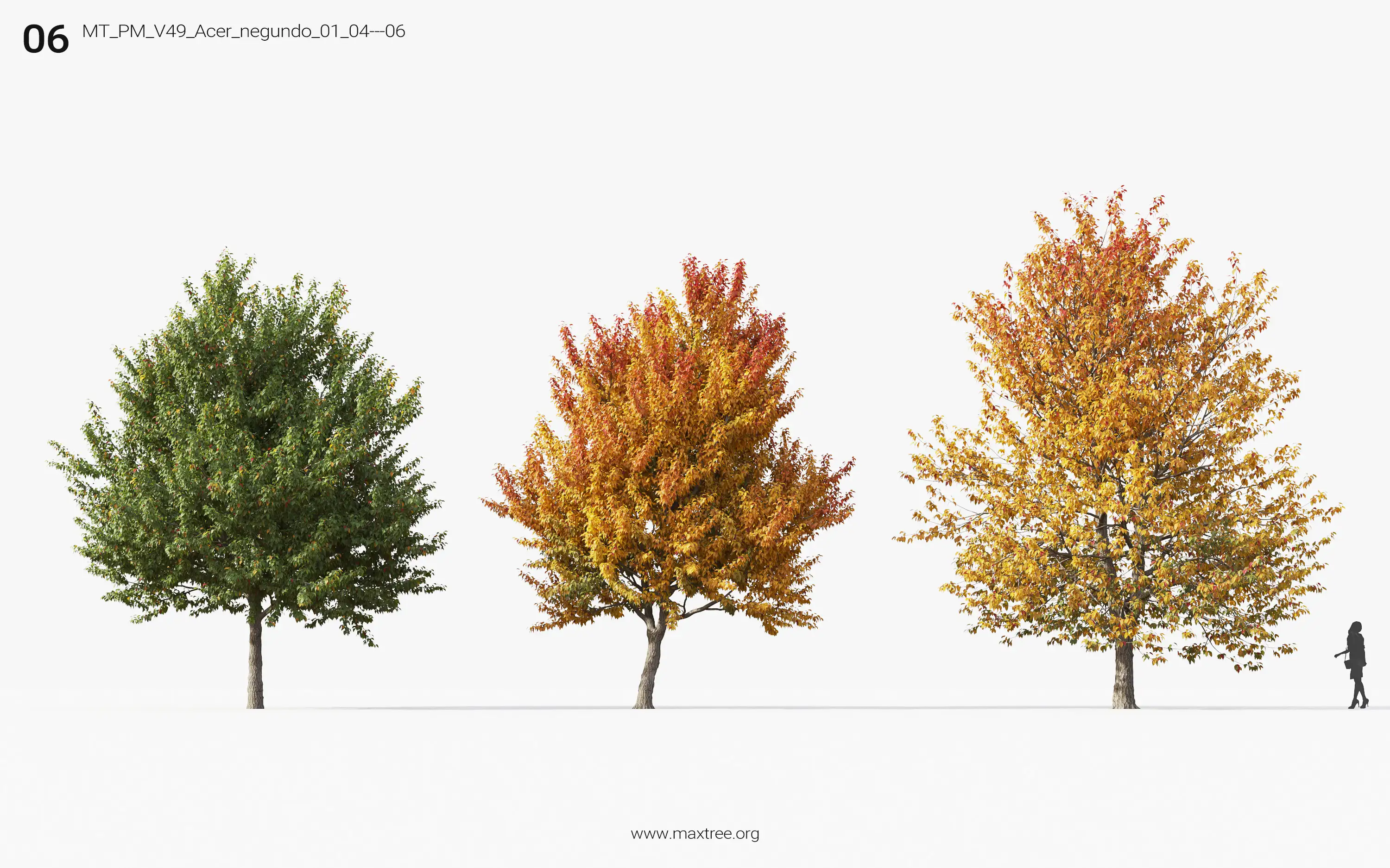 مدل سه بعدی درخت پاییزی - 10