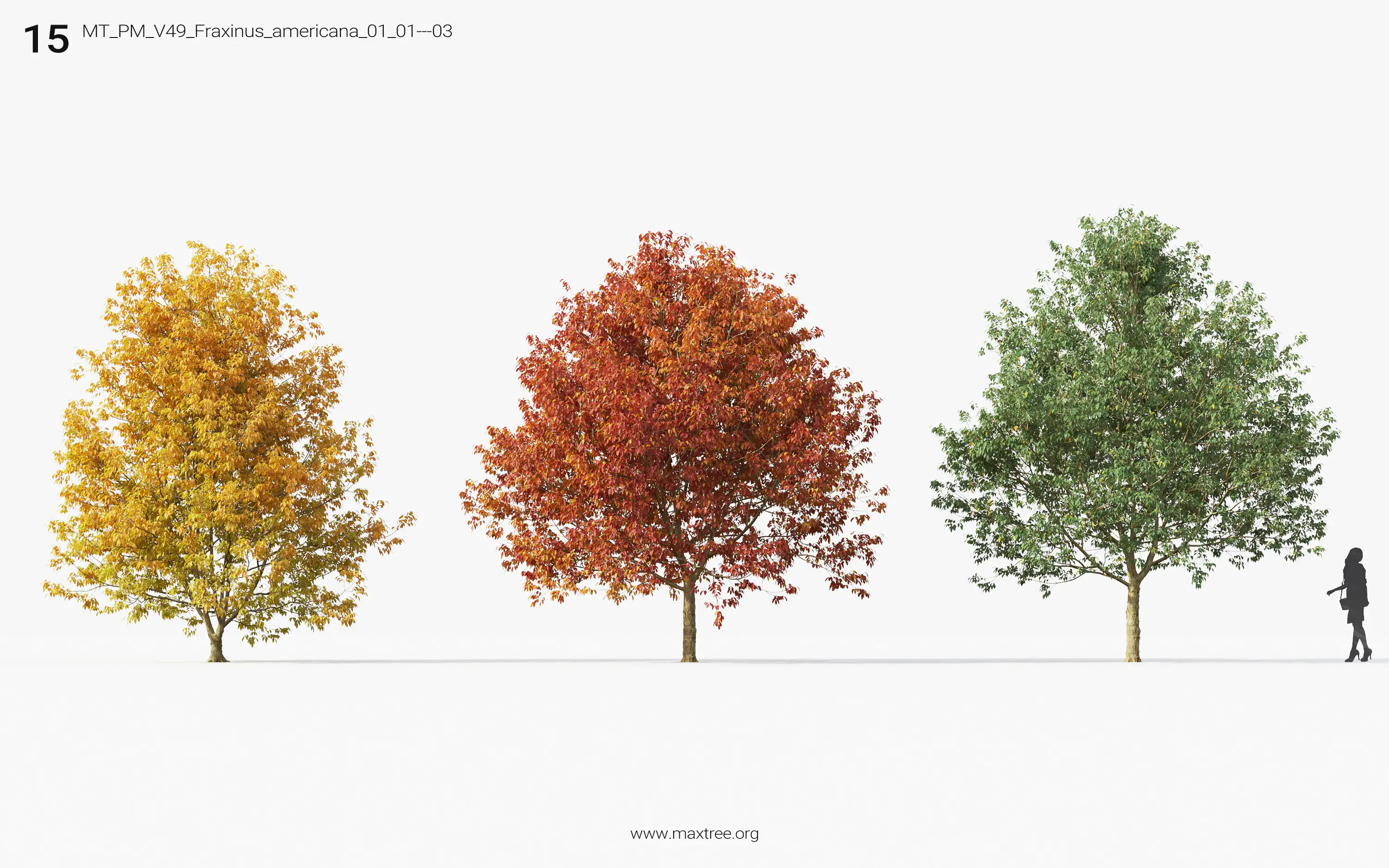 مدل سه بعدی درخت پاییزی - 14