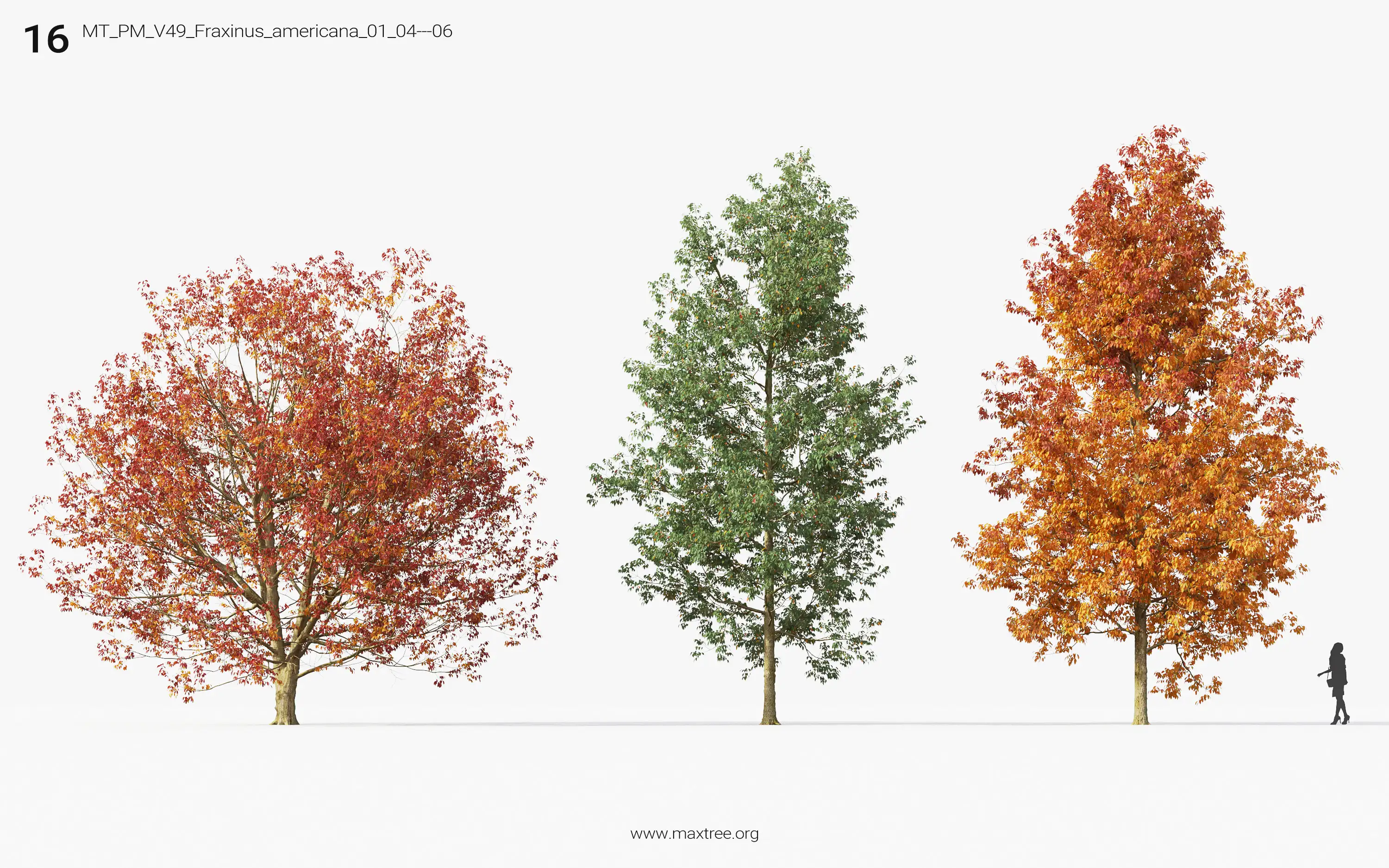 مدل سه بعدی درخت پاییزی - 16