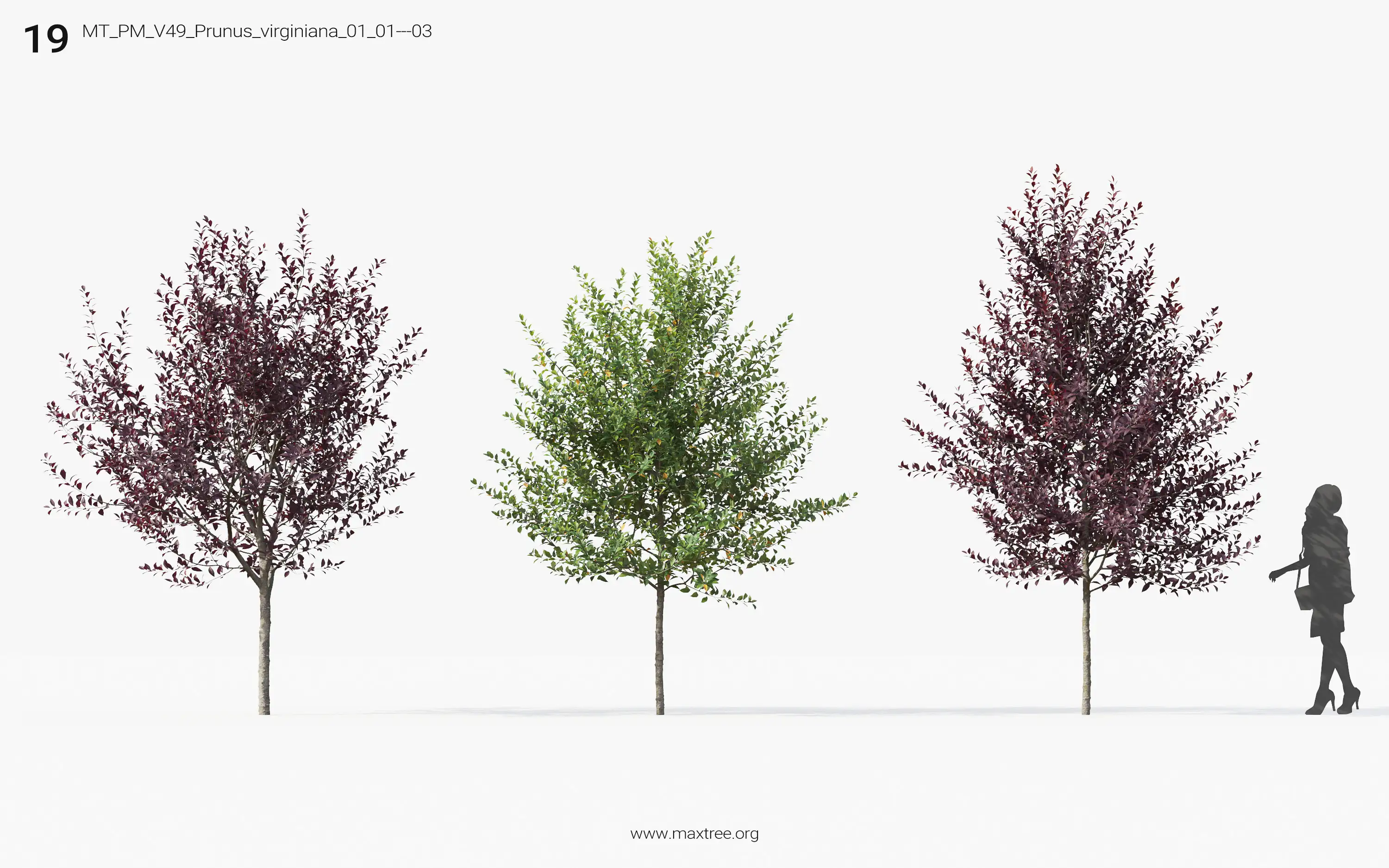 مدل سه بعدی درخت پاییزی - 18