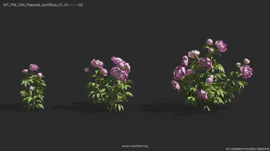 مدل سه بعدی بوته گل - 17