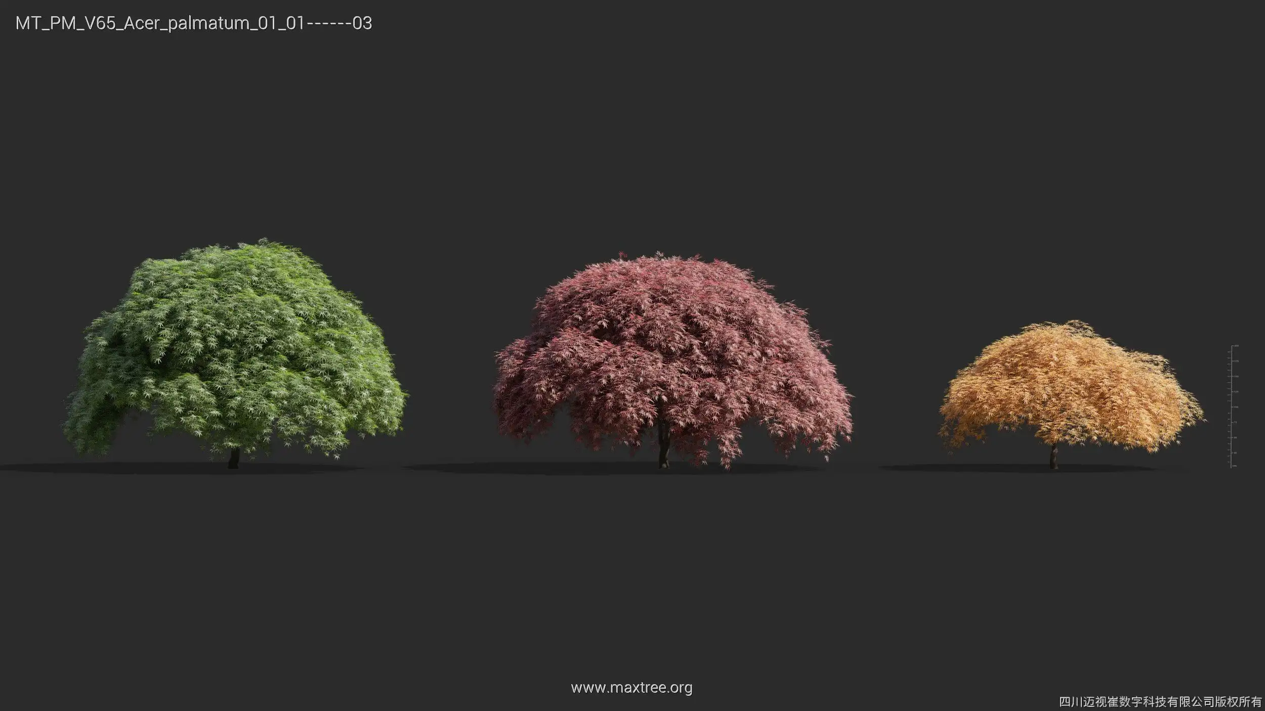 مدل سه بعدی گل و گیاه – کالکشن 65 - 2