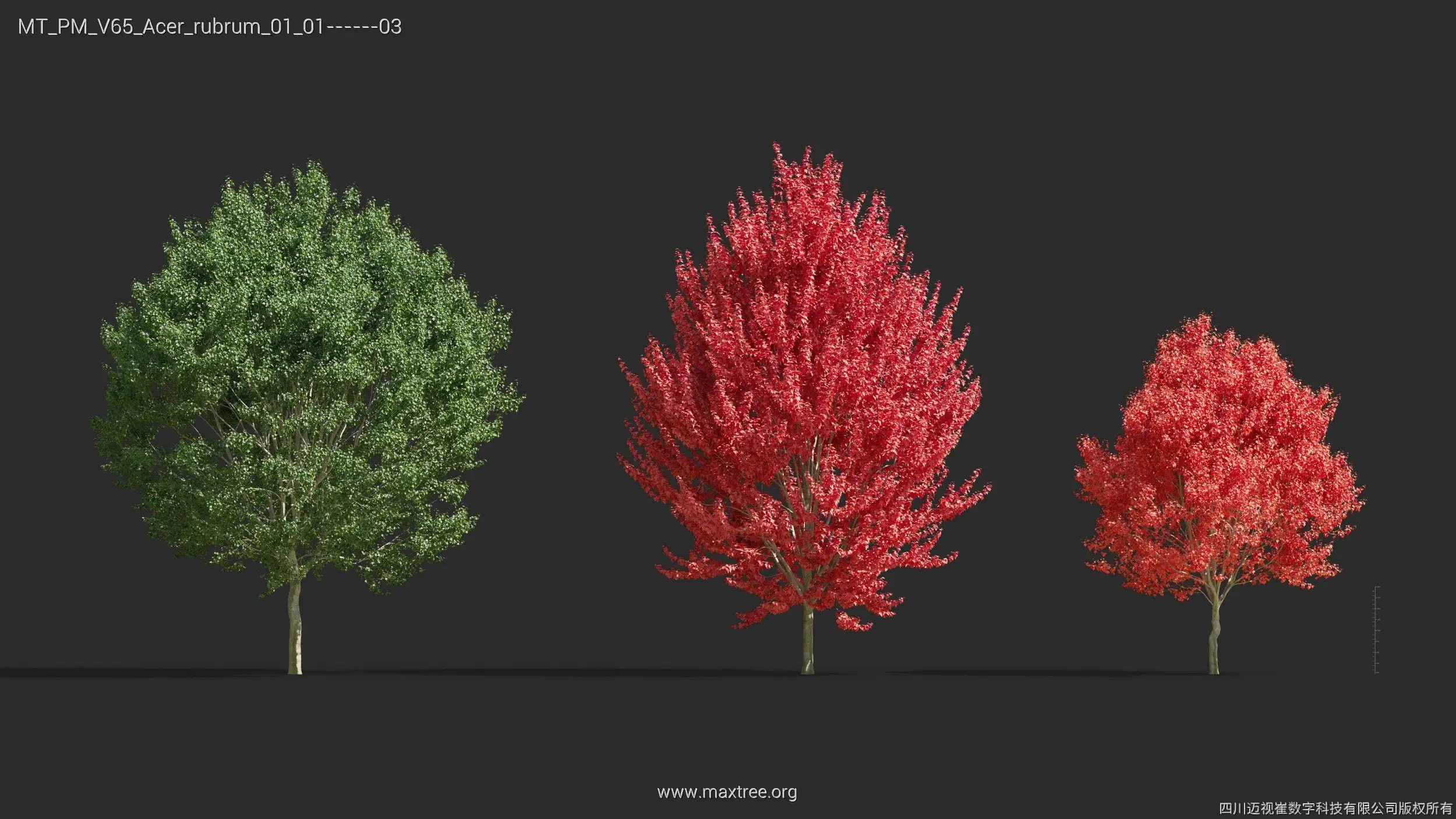 مدل سه بعدی گل و گیاه – کالکشن 65 - 4