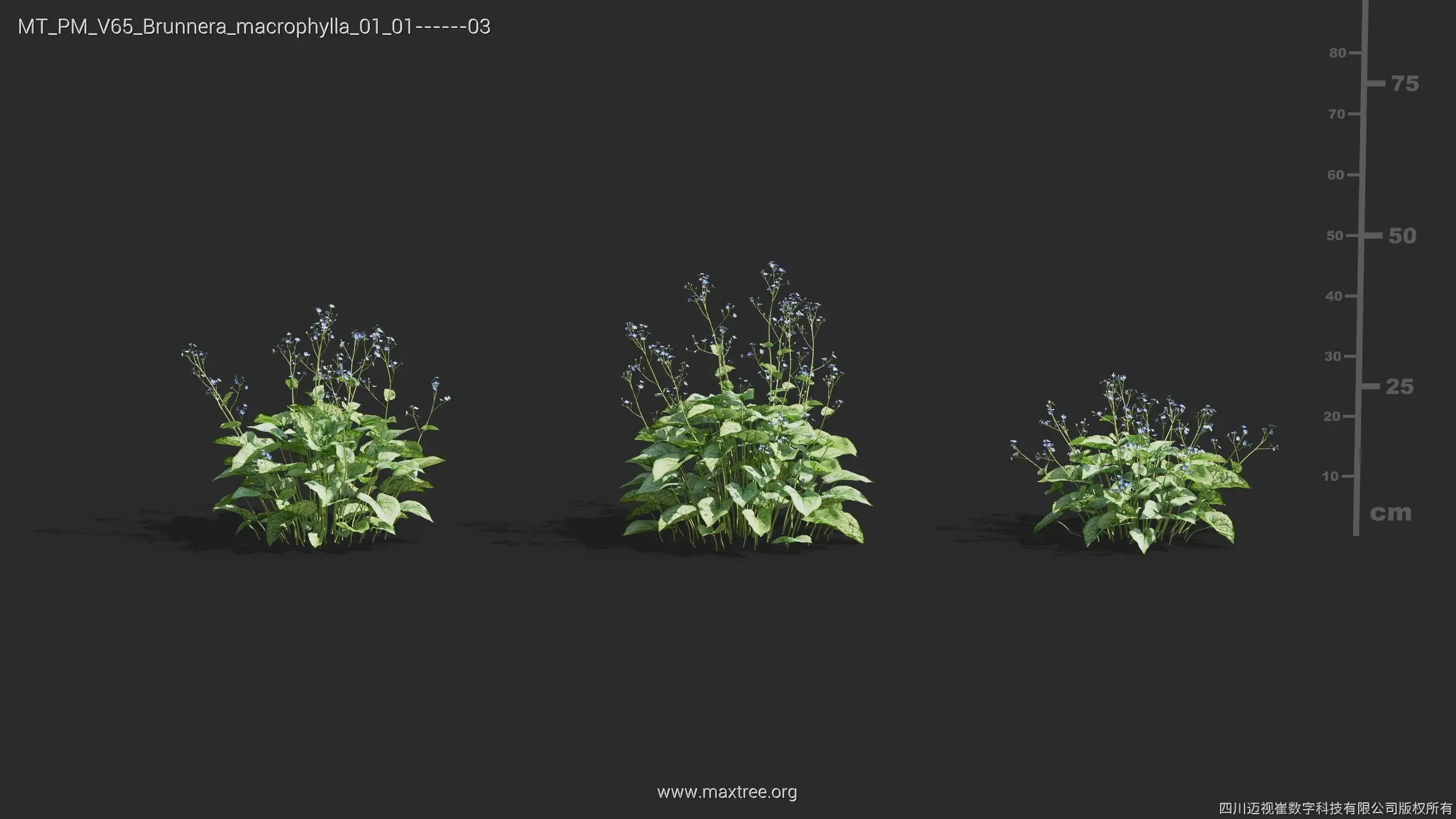 مدل سه بعدی گل و گیاه – کالکشن 65 - 10