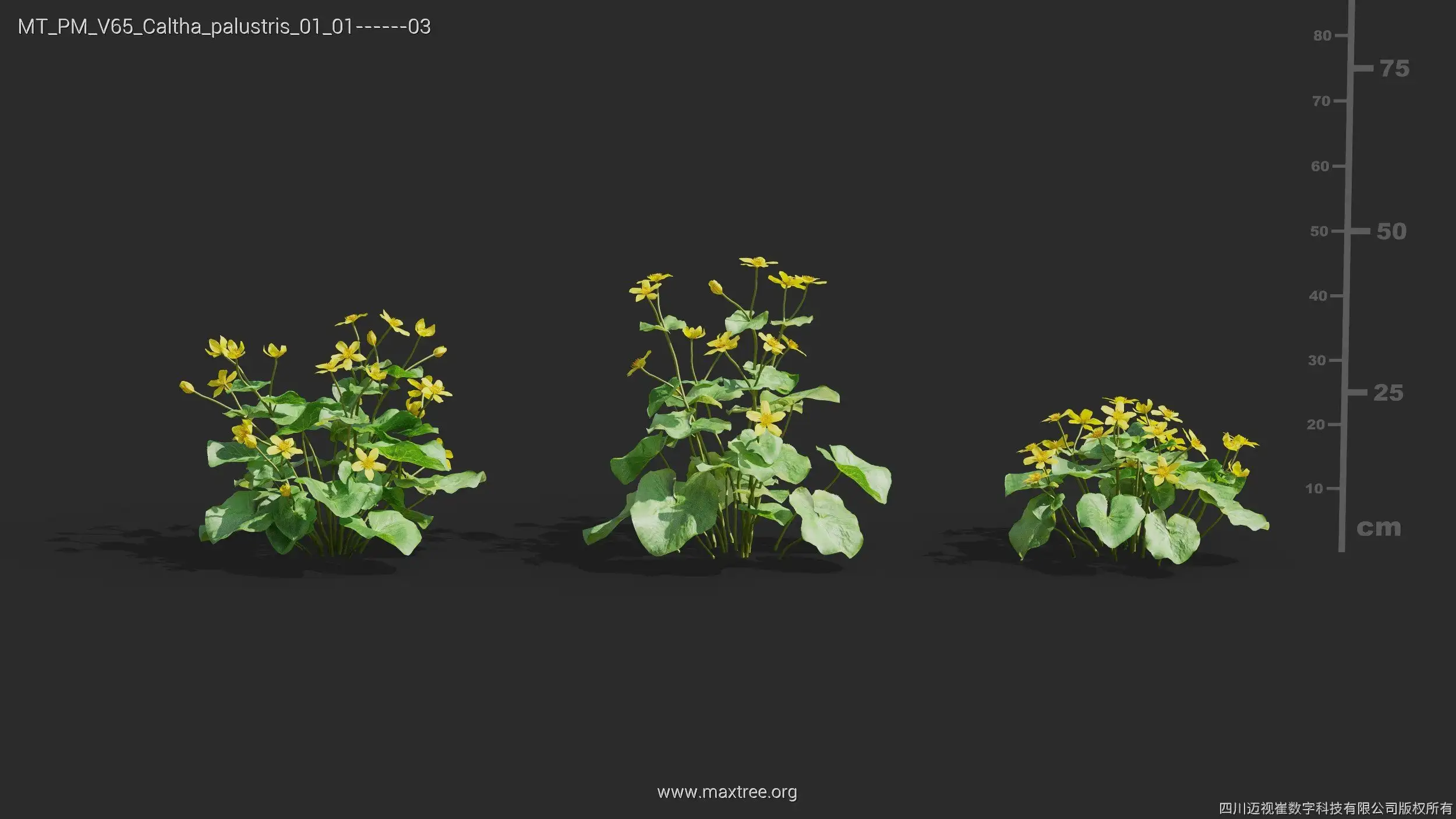 مدل سه بعدی گل و گیاه – کالکشن 65 - 14