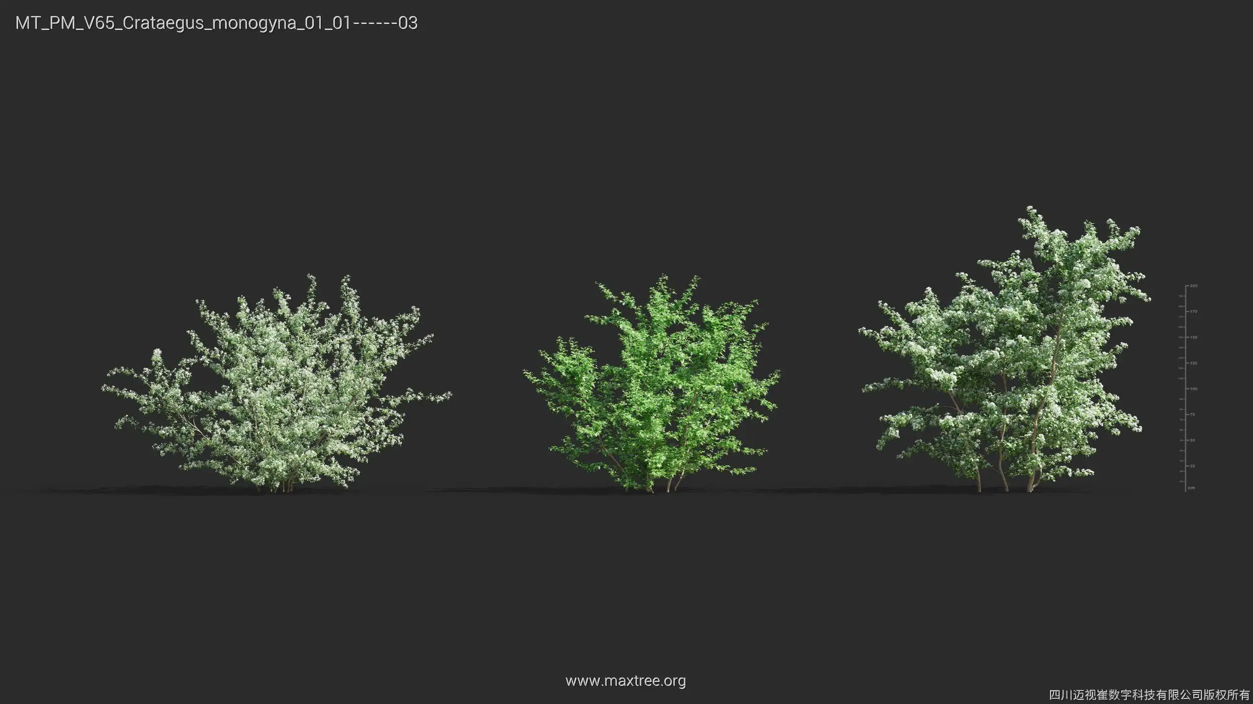 مدل سه بعدی گل و گیاه – کالکشن 65 - 16