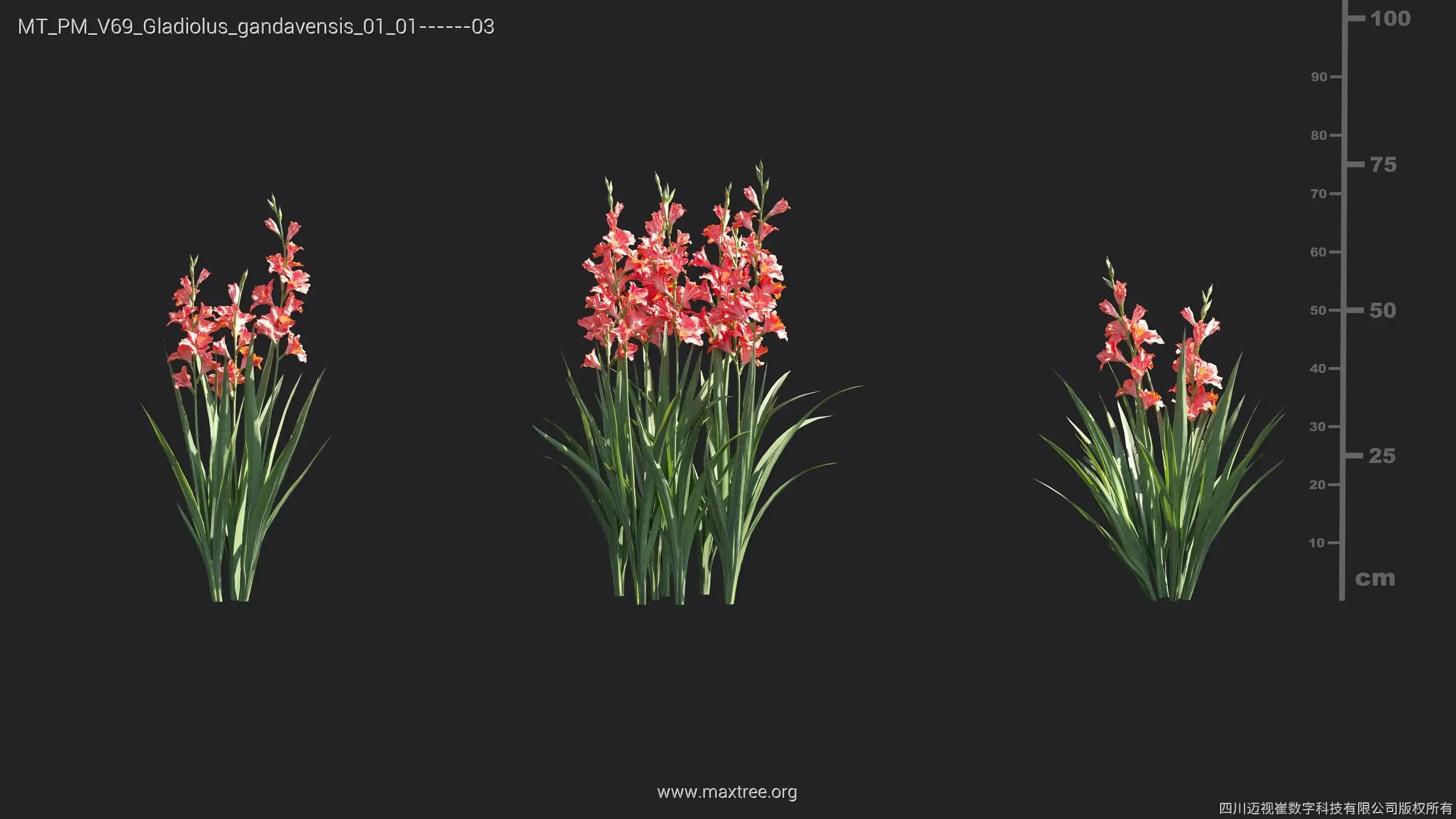 مدل سه بعدی گل مرداب و برکه - 4