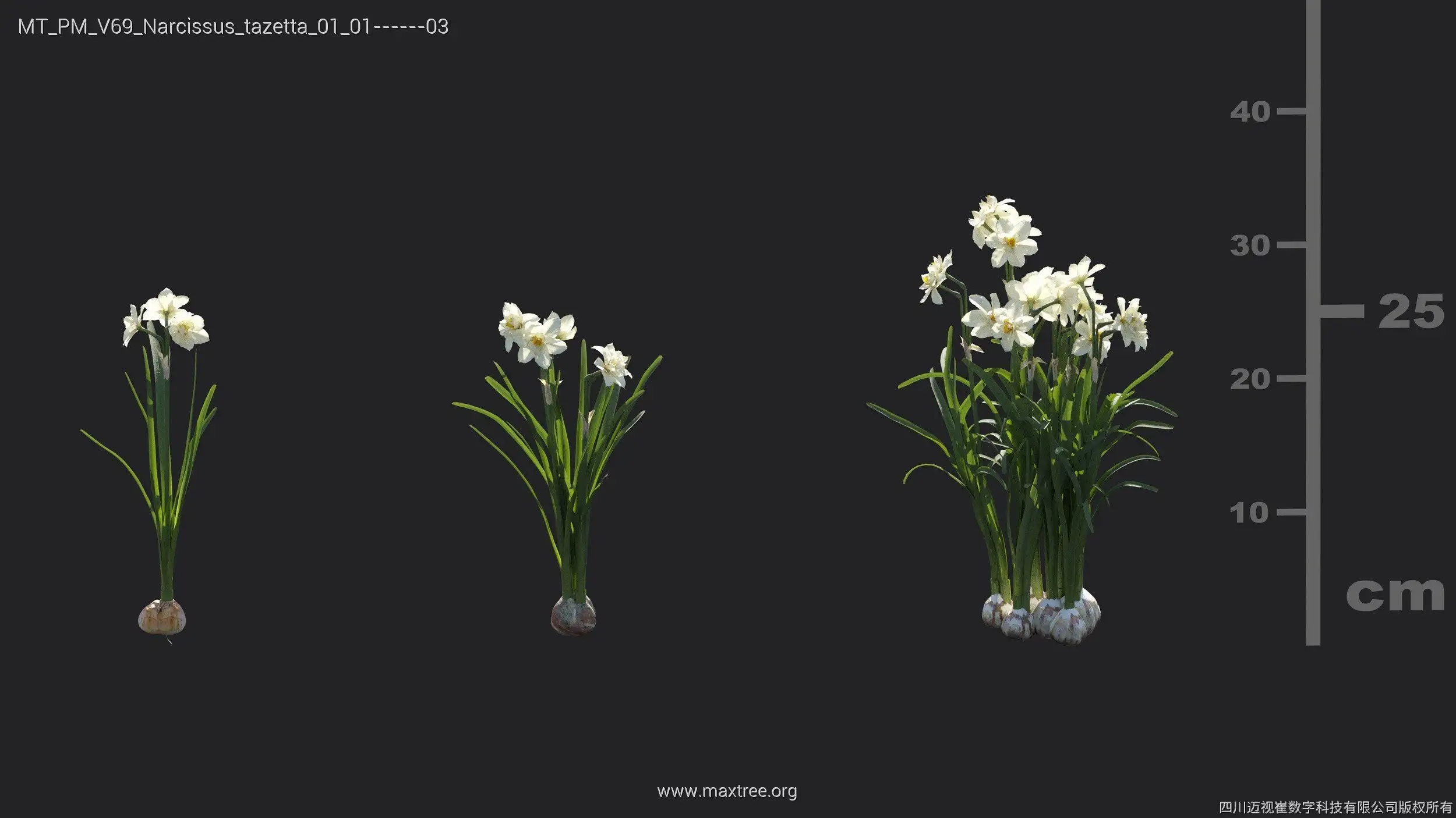 مدل سه بعدی گل مرداب و برکه - 18