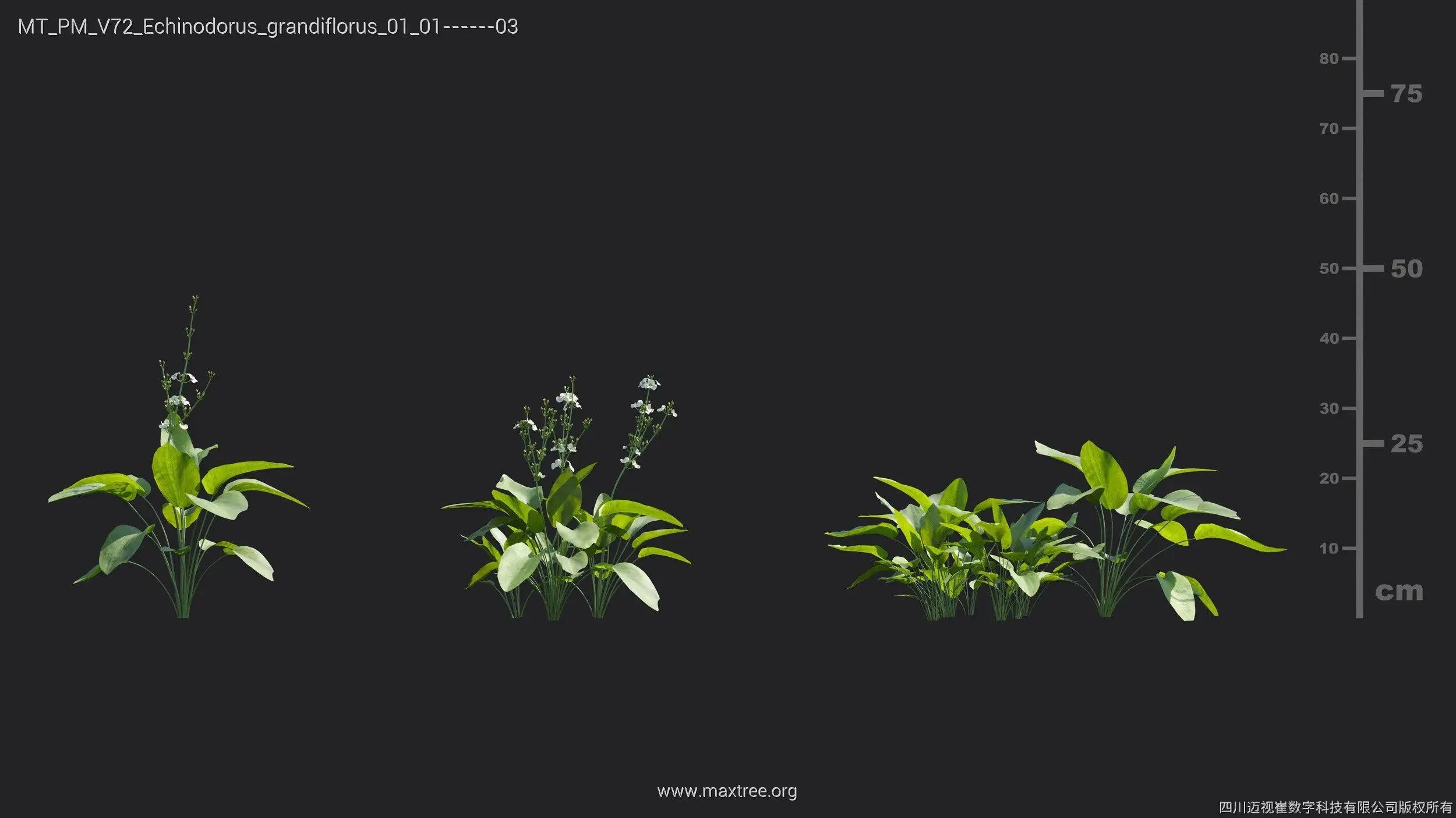 آبجکت گل و گیاه از Maxtree – کالکشن 72 - 8