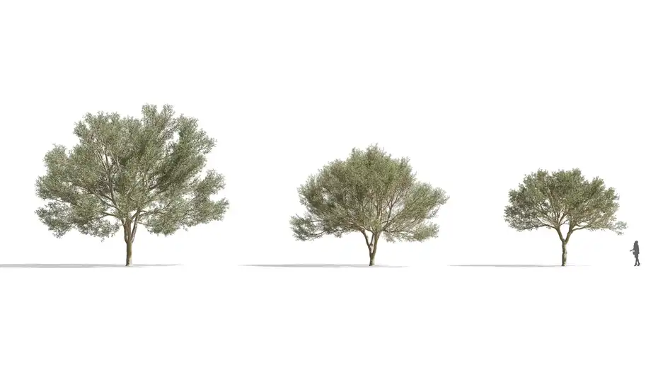 دانلود آبجکت گیاهان گرمسیری - 1