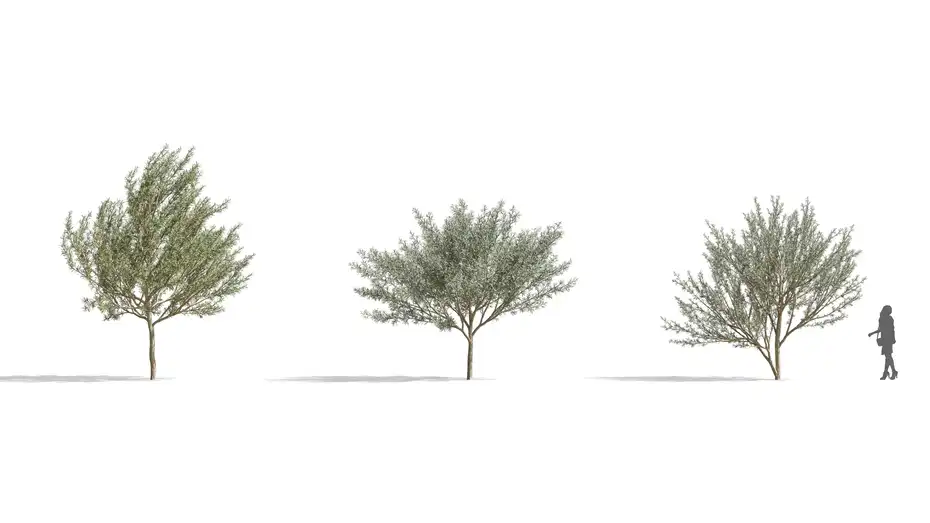 دانلود آبجکت گیاهان گرمسیری - 3