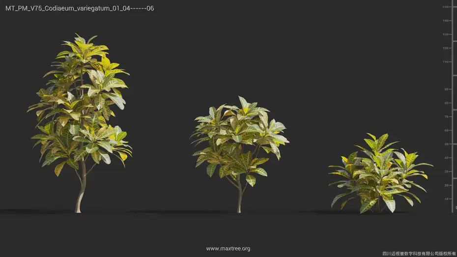 آبجکت گل و گیاه از Maxtree – کالکشن 75 - 11