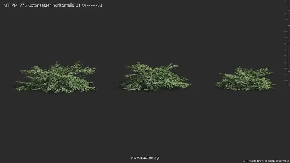 آبجکت گل و گیاه از Maxtree – کالکشن 75 - 13