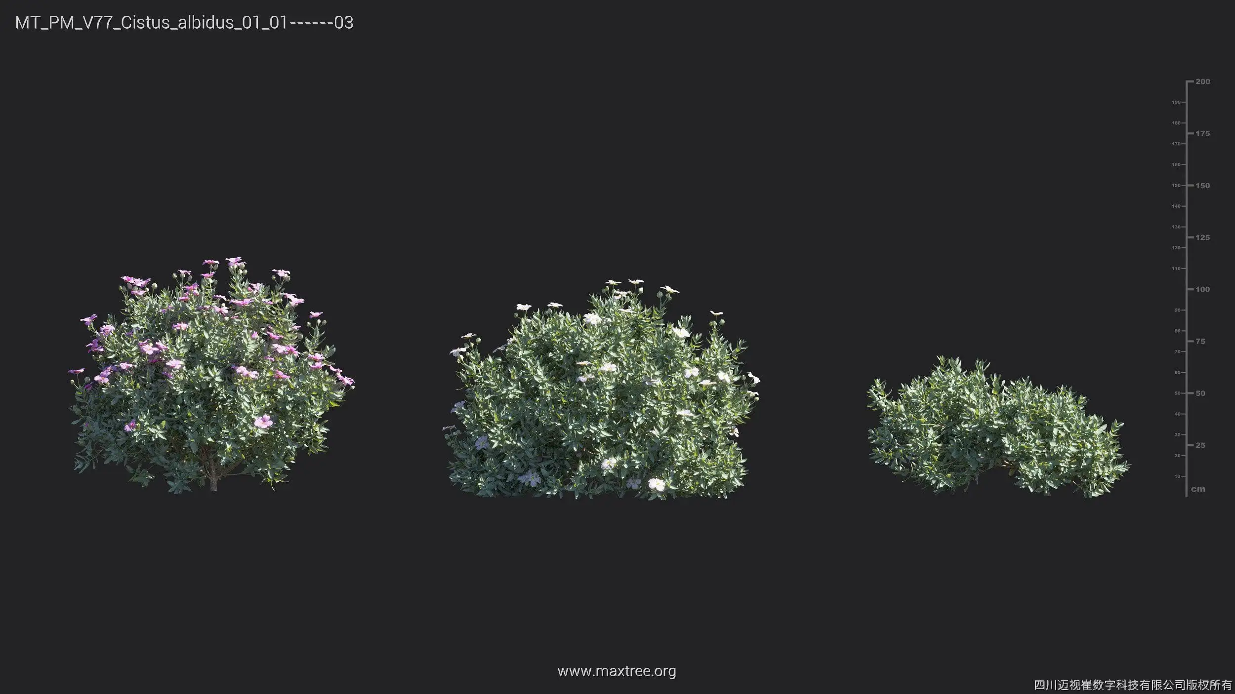 آبجکت گل و گیاه از Maxtree – کالکشن 77 - 2