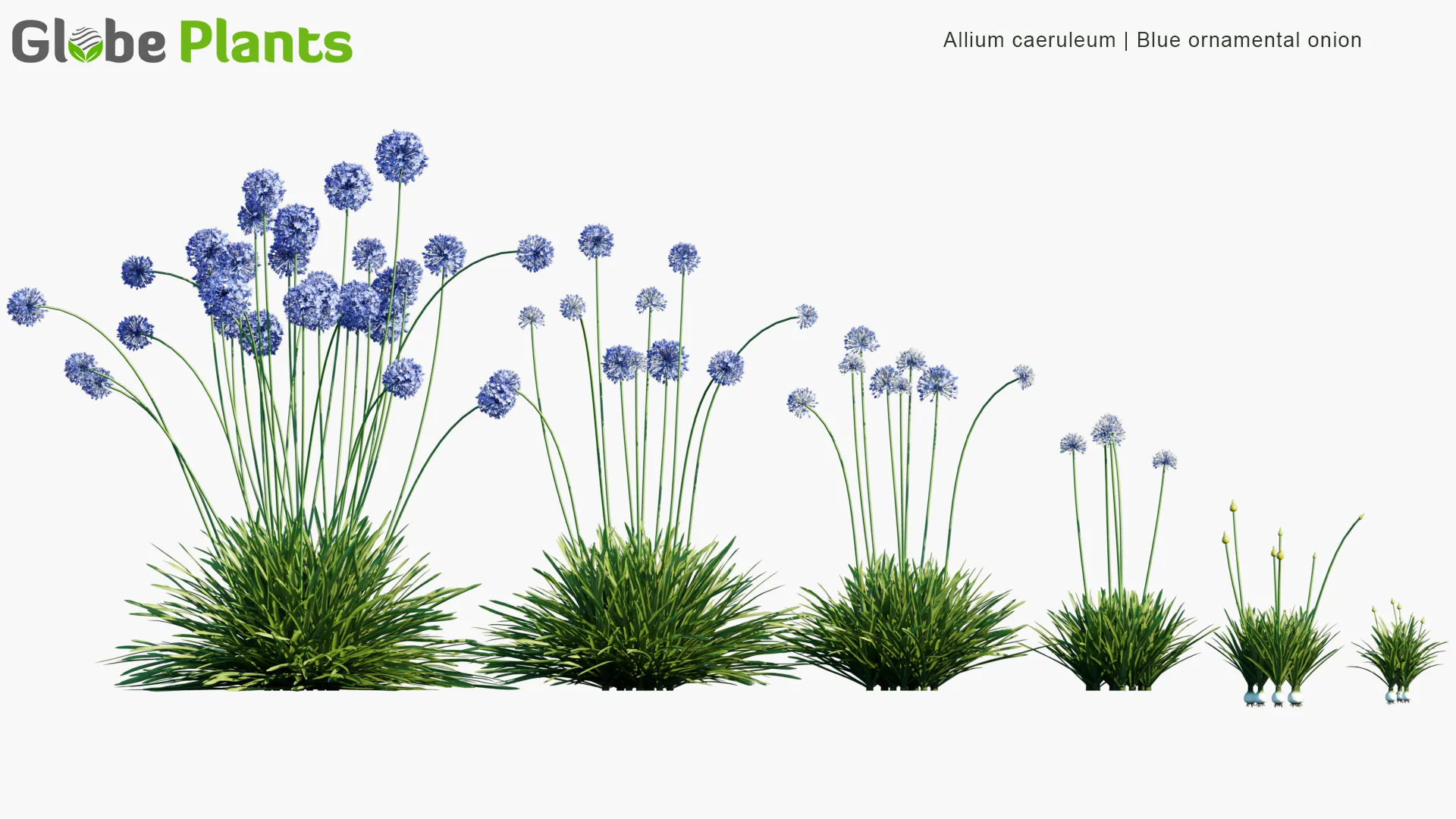 مدل سه بعدی گیاهان معتدل - 6