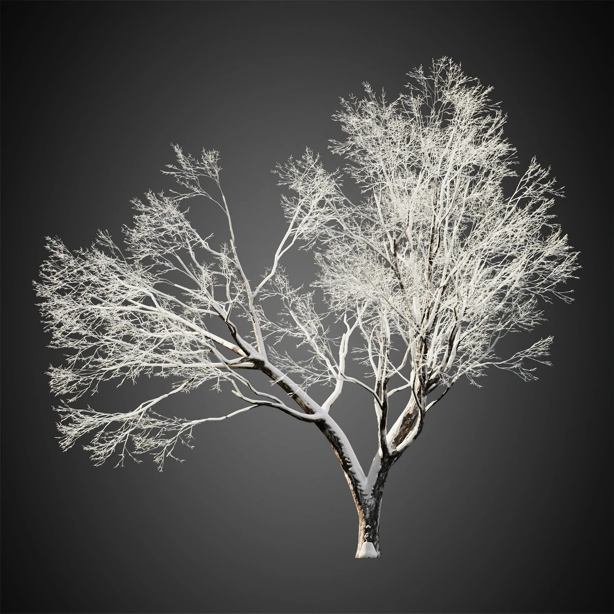 دانلود مدل سه بعدی درخت زمستانی - 4