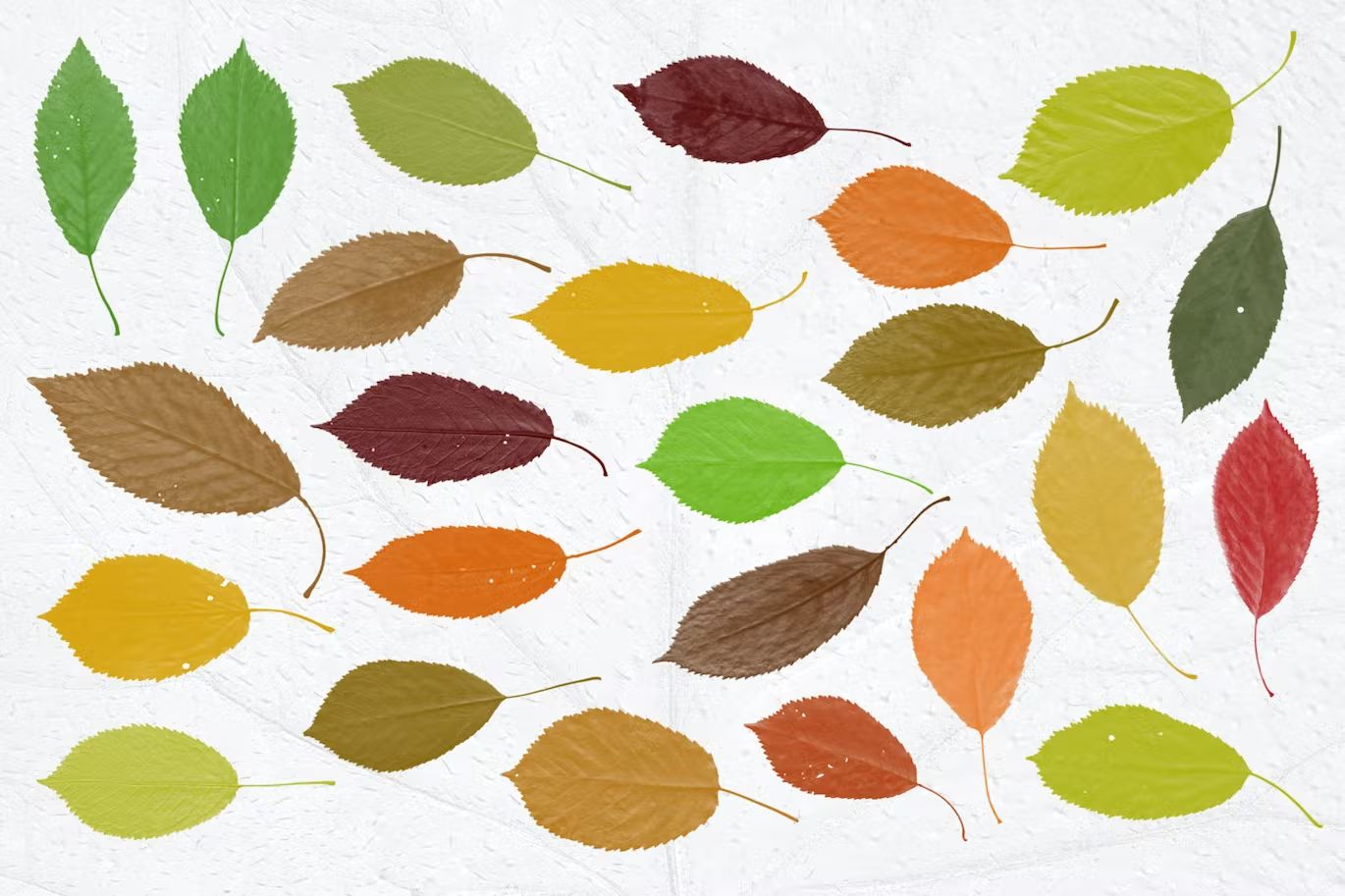 براش برگ درخت فتوشاپ Leaves Photoshop Stamp Brushes - 8