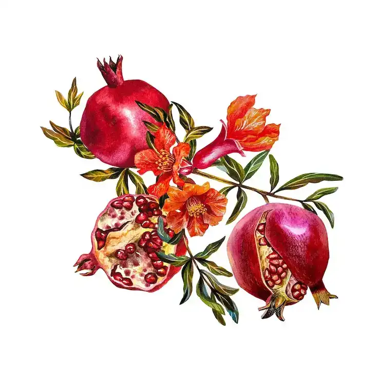 دانلود تصویر استوک انار Pomegranate fruits - 2 تصویر استوک انار - 1