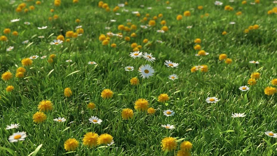 مدل سه بعدی چمنزار - 11