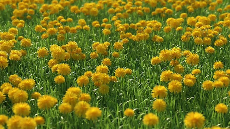مدل سه بعدی چمنزار - 15