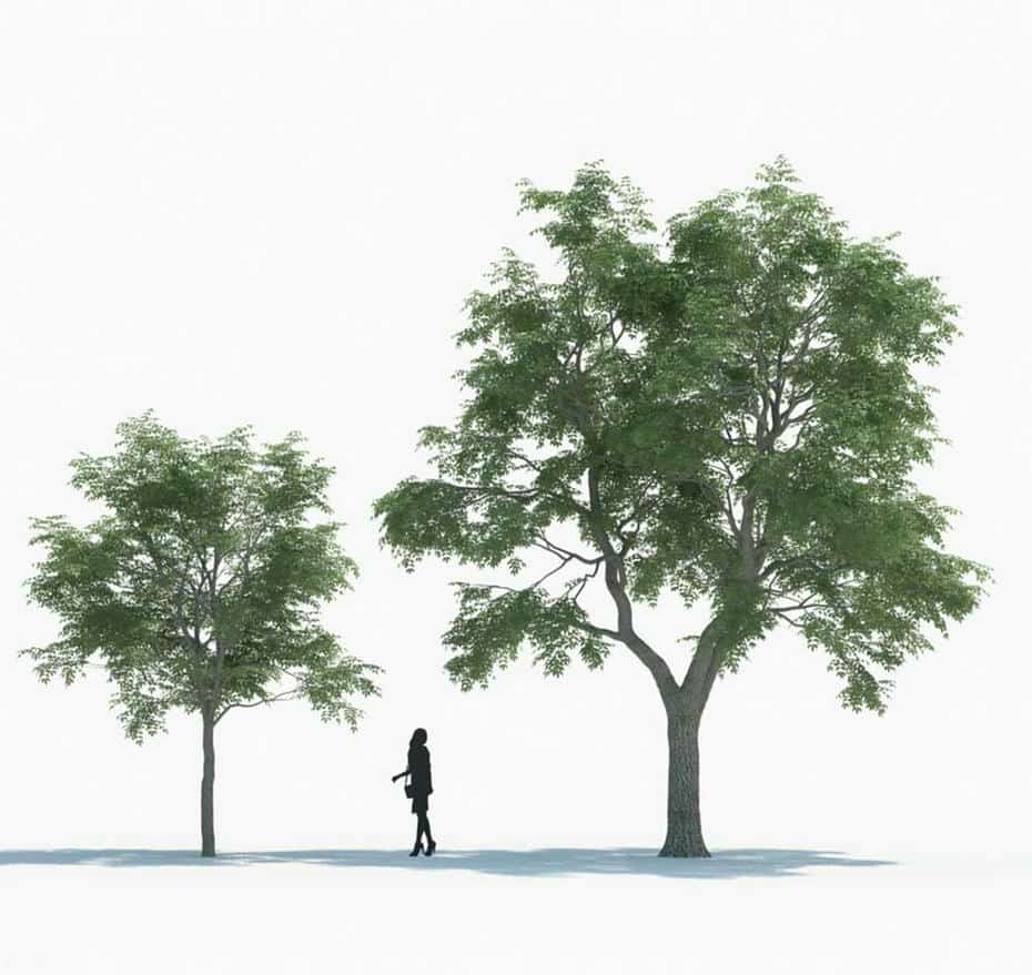 مدل سه بعدی گیاه - 3