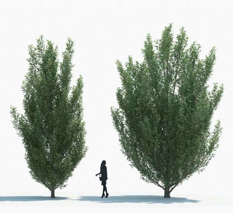 مدل سه بعدی گیاه - 5