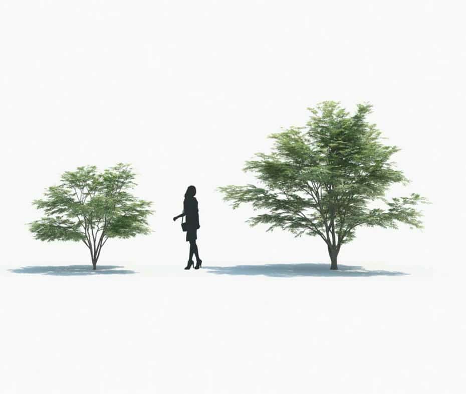 مدل سه بعدی گیاه - 9