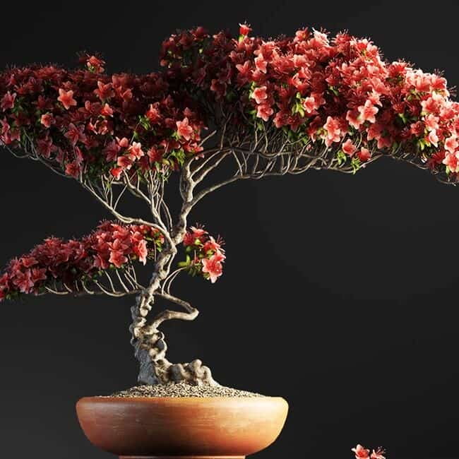 مدل سه بعدی بونسای - دانلود مدل سه بعدی بونسای - 2 مدل سه بعدی بونسای - 1