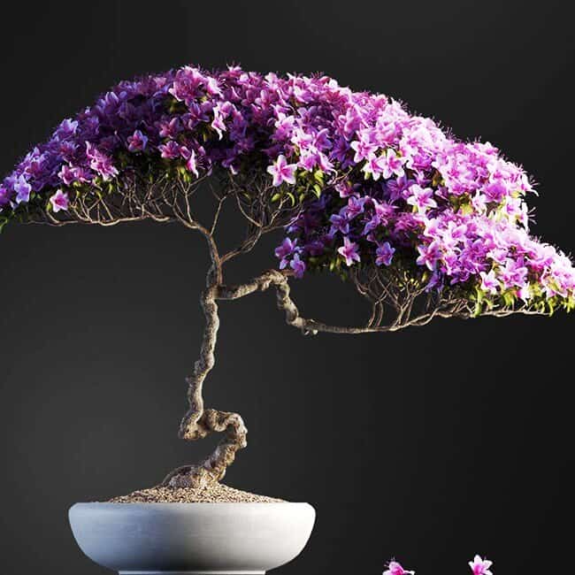 مدل سه بعدی بونسای - دانلود مدل سه بعدی بونسای - 4 مدل سه بعدی بونسای - 3