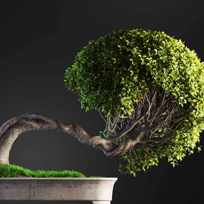 مدل سه بعدی بونسای - دانلود مدل سه بعدی بونسای - 12 مدل سه بعدی بونسای - 11