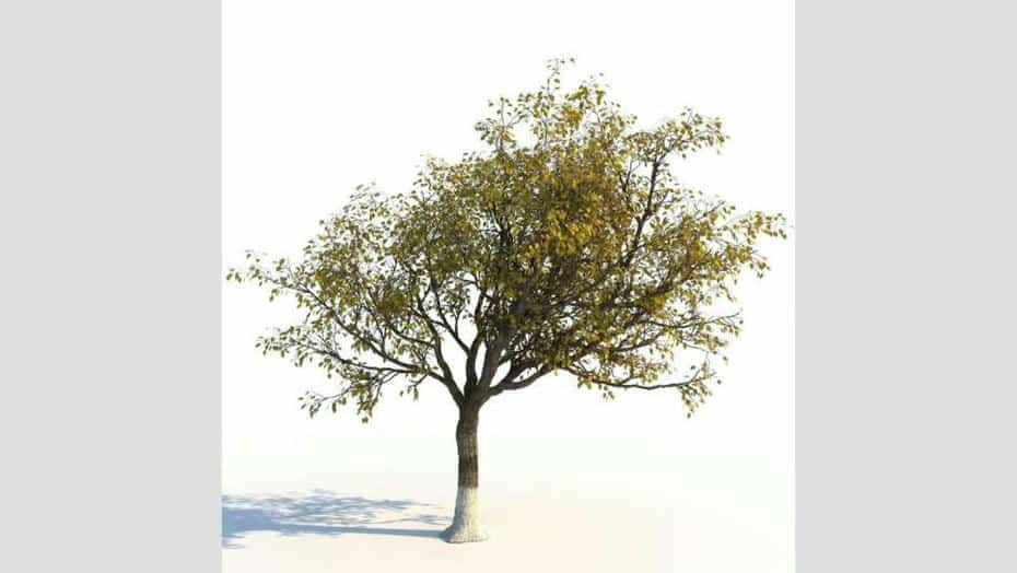 مدل سه بعدی درخت پاییزی - 1