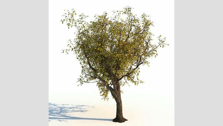 مدل سه بعدی درخت پاییزی - 3