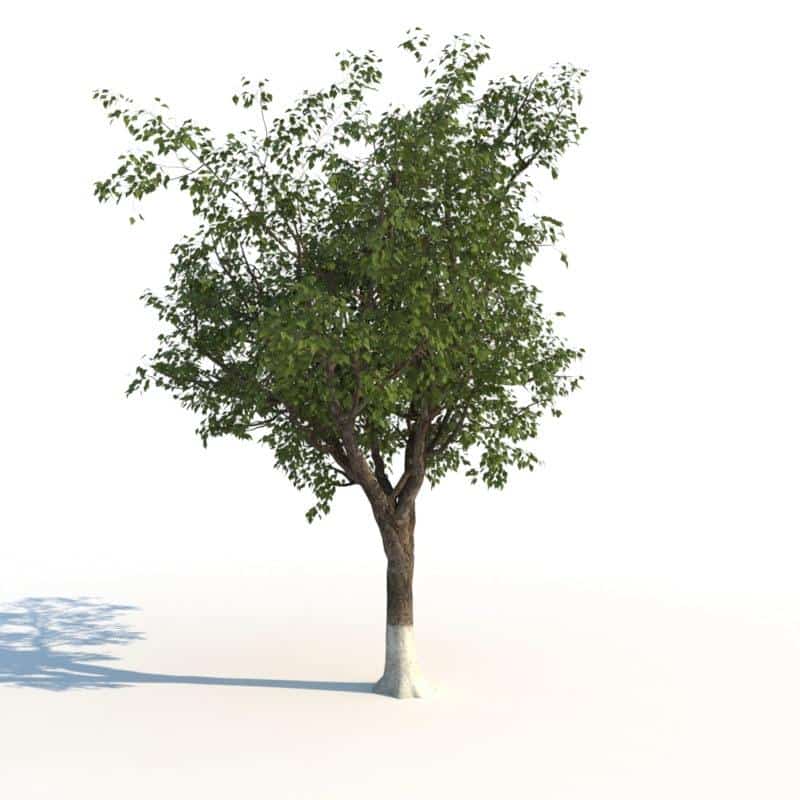 مدل سه بعدی درخت تابستانی - 1