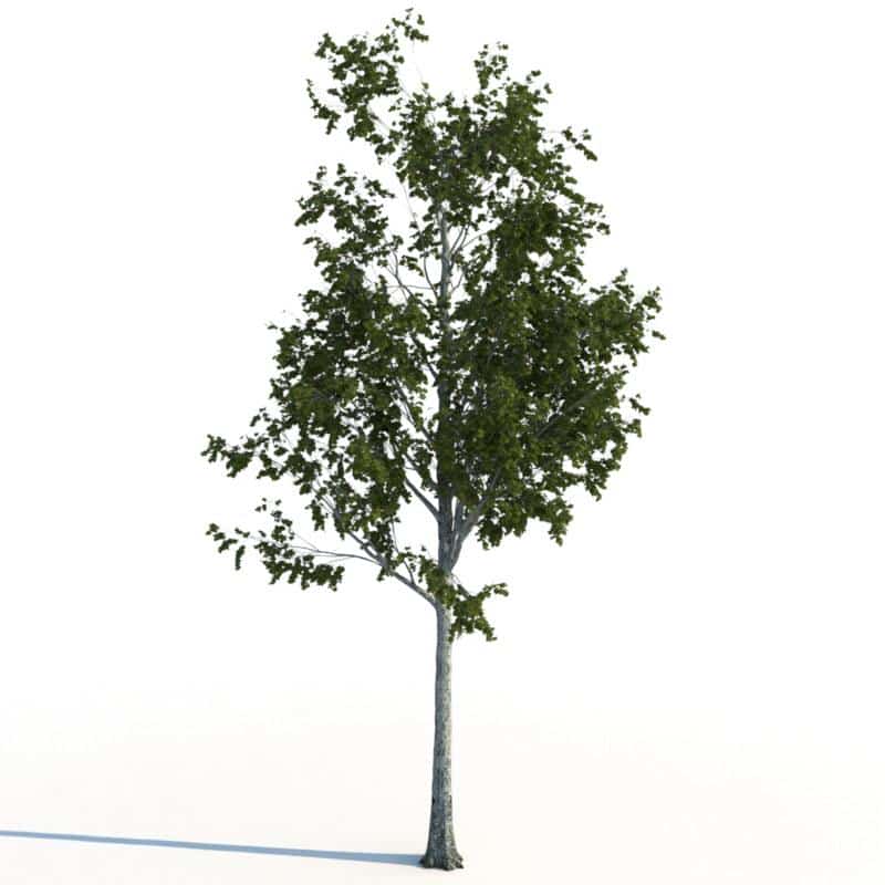 مدل سه بعدی درخت تابستانی - 3