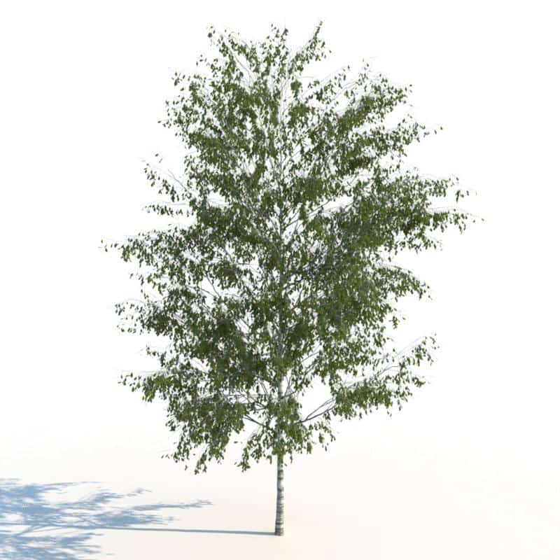 مدل سه بعدی درخت تابستانی - 5