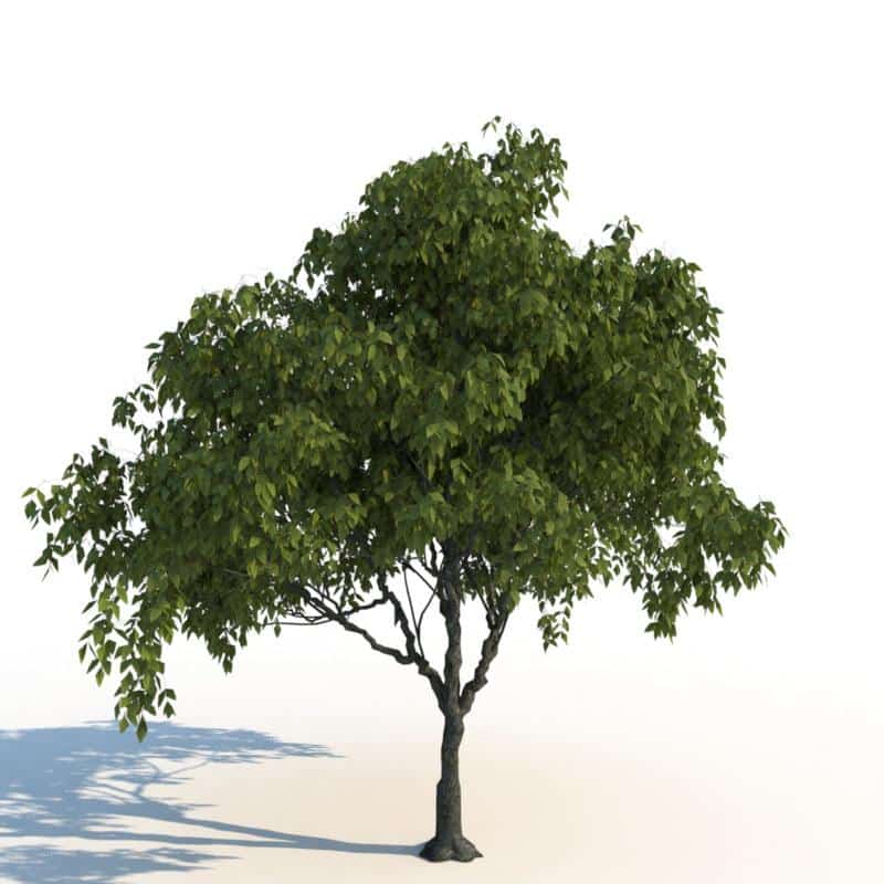 مدل سه بعدی درخت تابستانی - 7