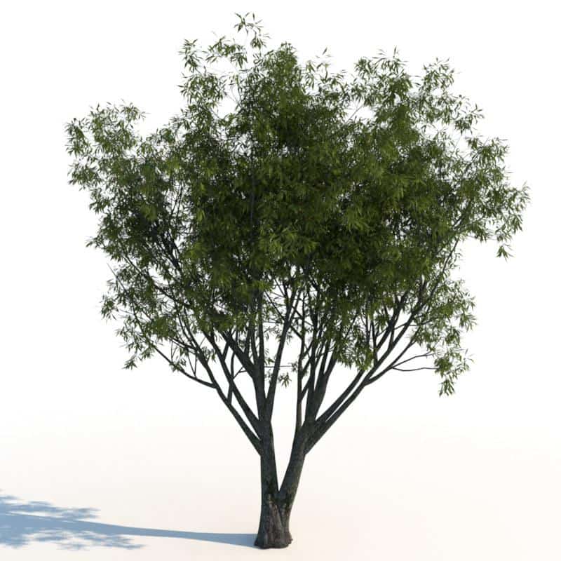 مدل سه بعدی درخت تابستانی - 9