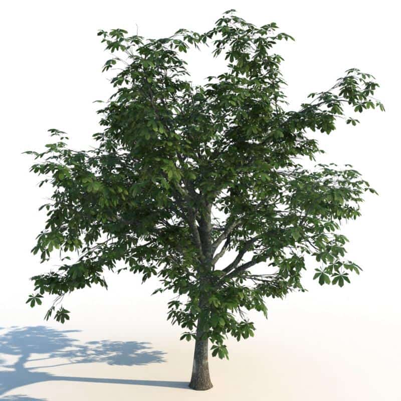 مدل سه بعدی درخت تابستانی - 11