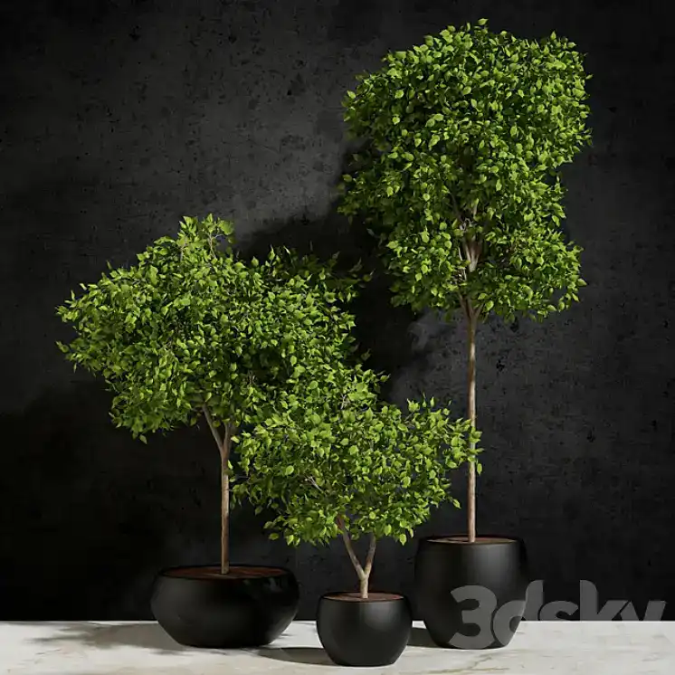 مدل سه بعدی گیاهان گلدانی 42 - مدل سه بعدی گیاهان گلدانی 42 - 2 مدل سه بعدی گیاهان گلدانی 42 - 1