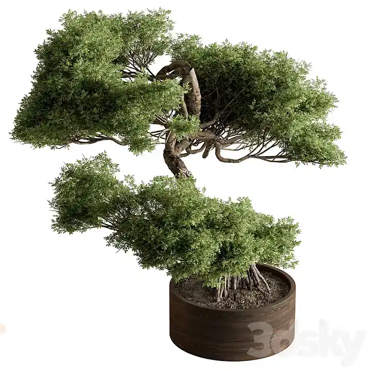 مدل سه بعدی گیاهان آپارتمانی 118 - 1